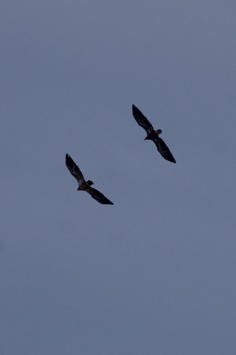 Bald Eagle - ML647124413