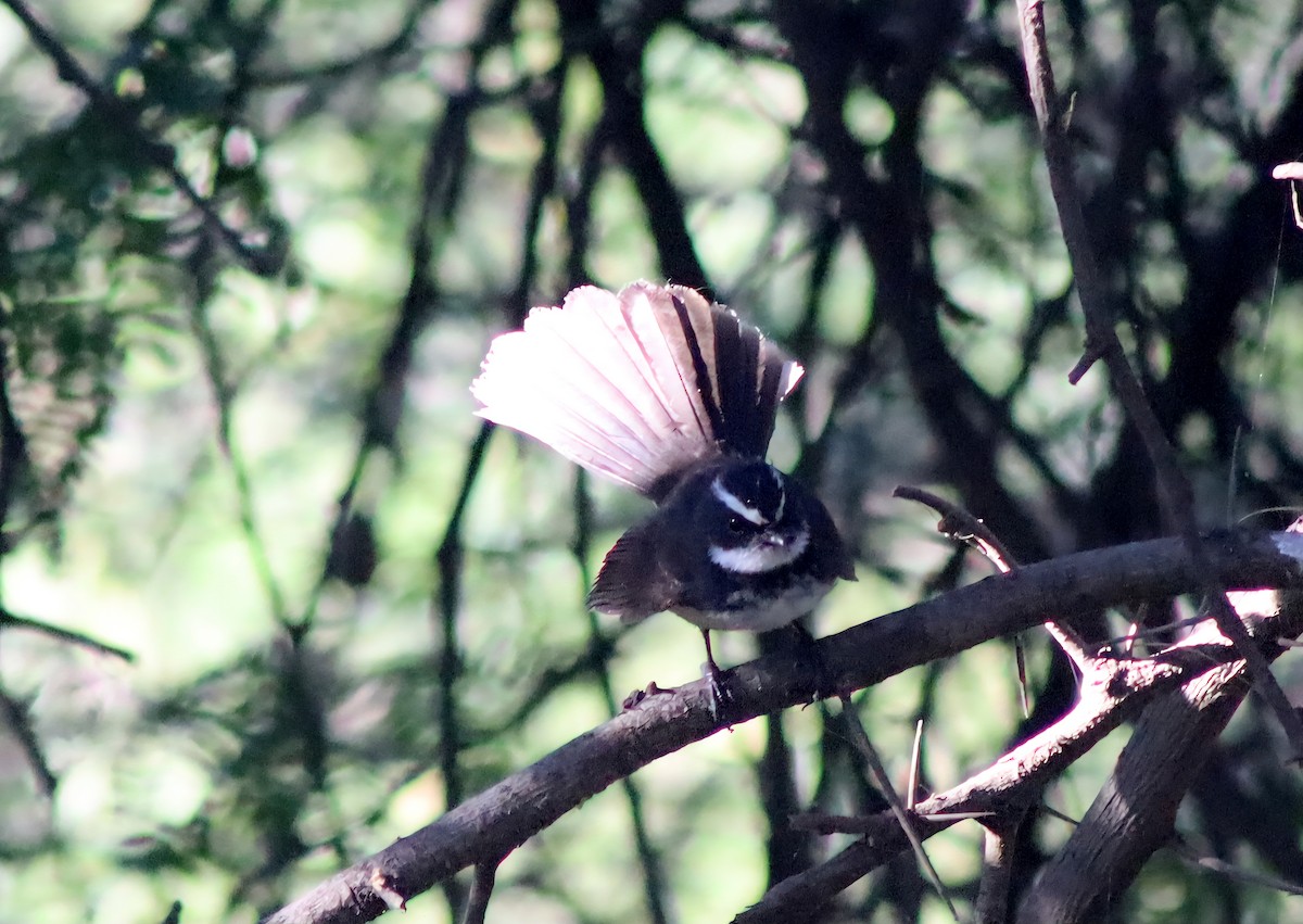 Spot-breasted Fantail - ML647124414
