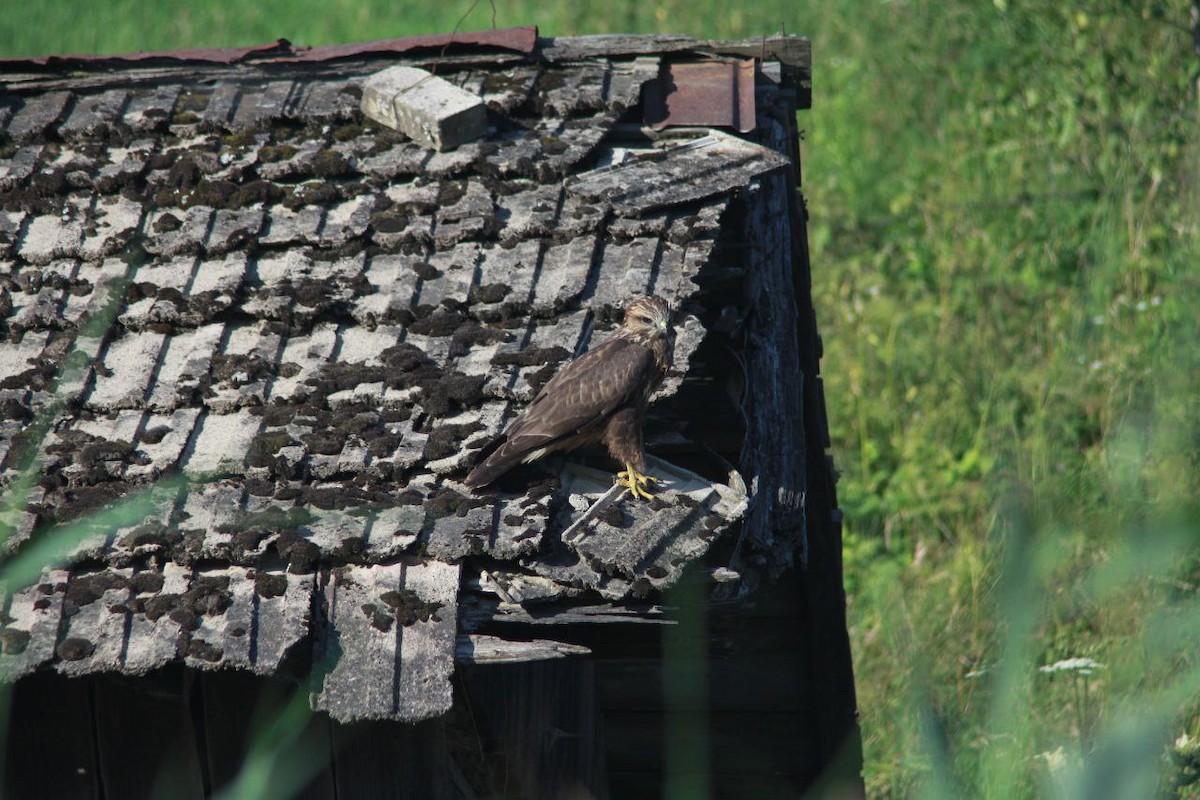 Mäusebussard - ML647124417