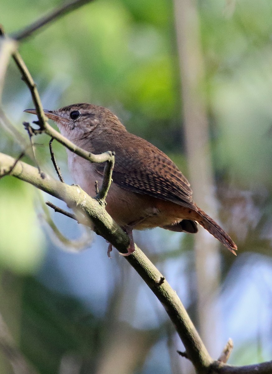 Southern House Wren - ML647124418