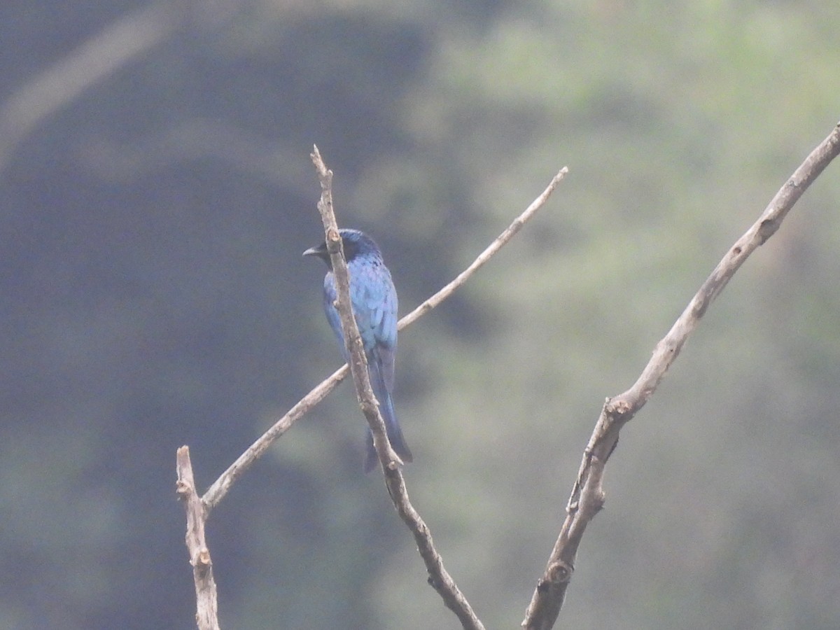 ヒメオウチュウ - ML647124420