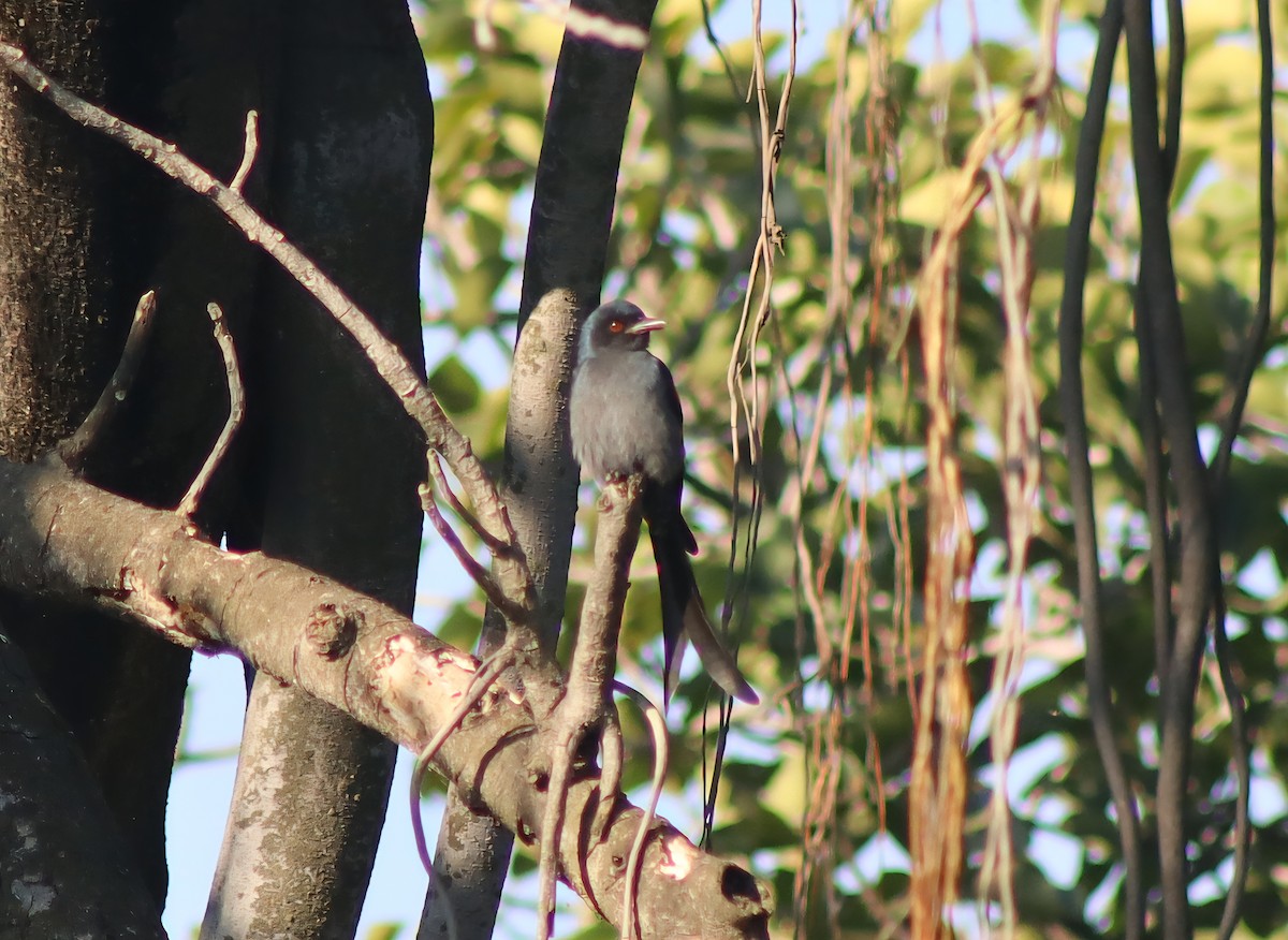 Ashy Drongo - ML647124421