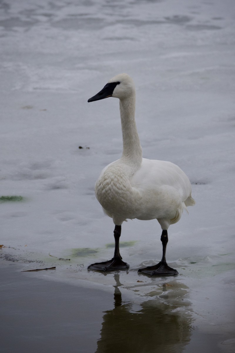 Trumpeter Swan - ML647124431