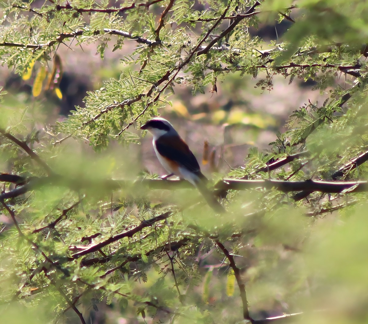 Bay-backed Shrike - ML647124433