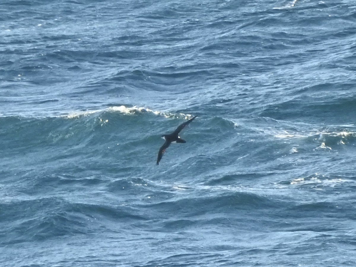 Manx Shearwater - ML647124452