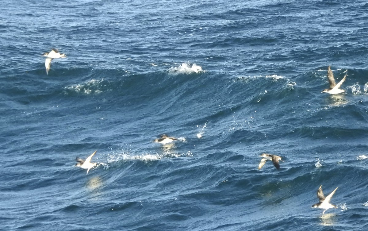 Manx Shearwater - ML647124453