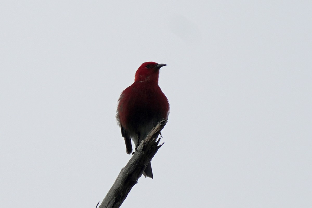 Apapane - ML647124461