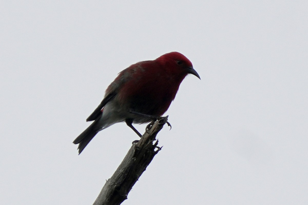 Apapane - ML647124462