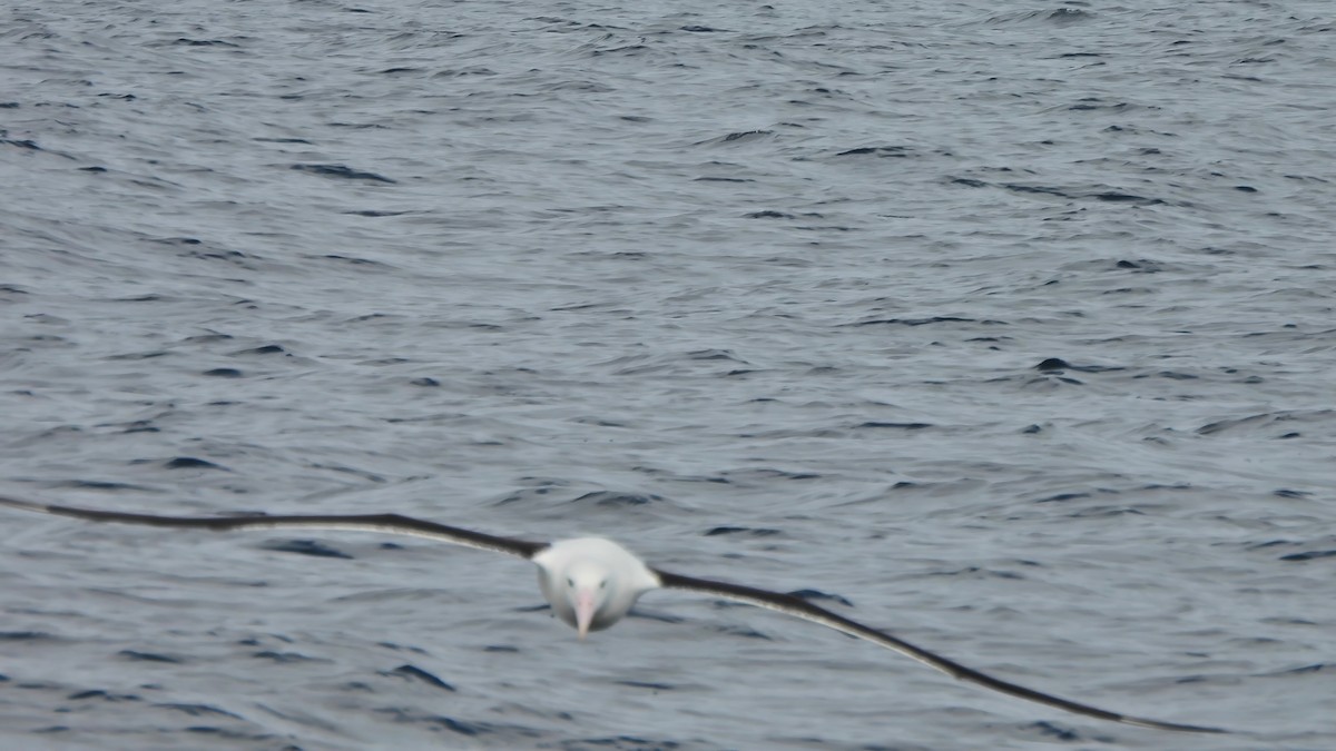 Northern Royal Albatross - ML647124468
