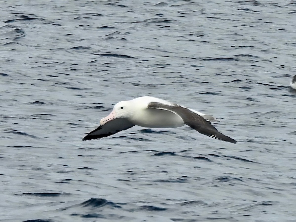 Northern Royal Albatross - ML647124469