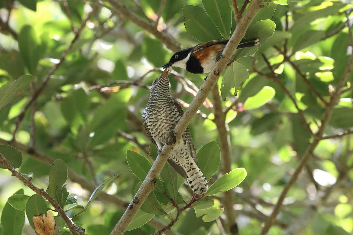 ムナグロセワタビタキ - ML647124471