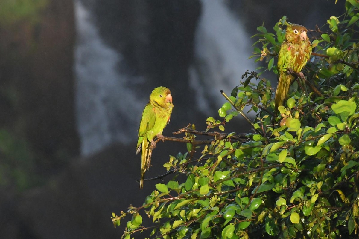 White-eyed Parakeet - ML647124472