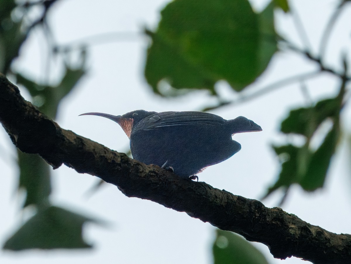 Amethyst Sunbird - ML647124508