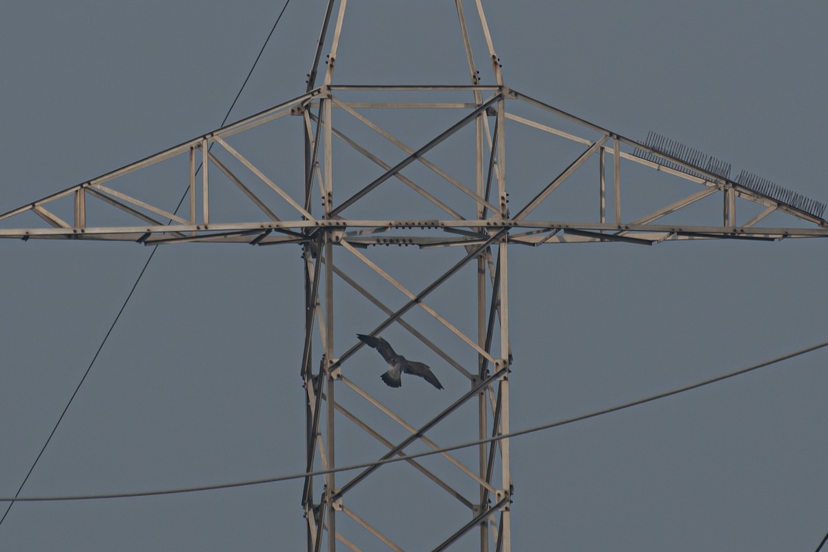 遊隼 - ML647124511