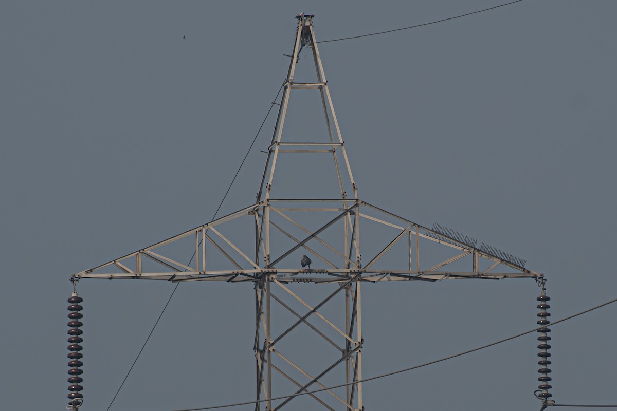 遊隼 - ML647124512