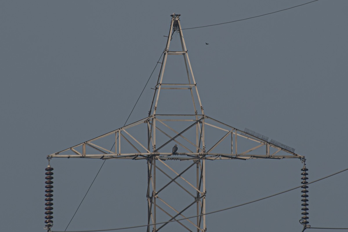 遊隼 - ML647124513