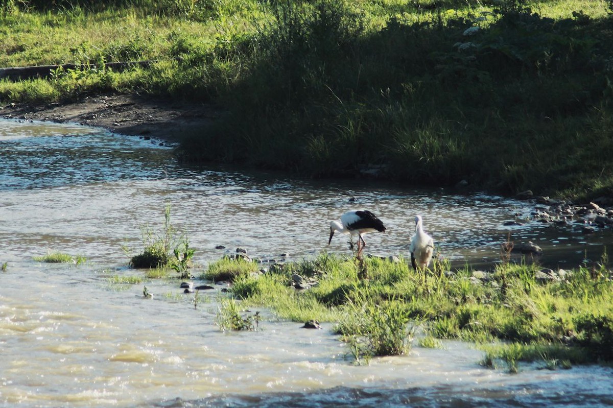 Weißstorch - ML647124516