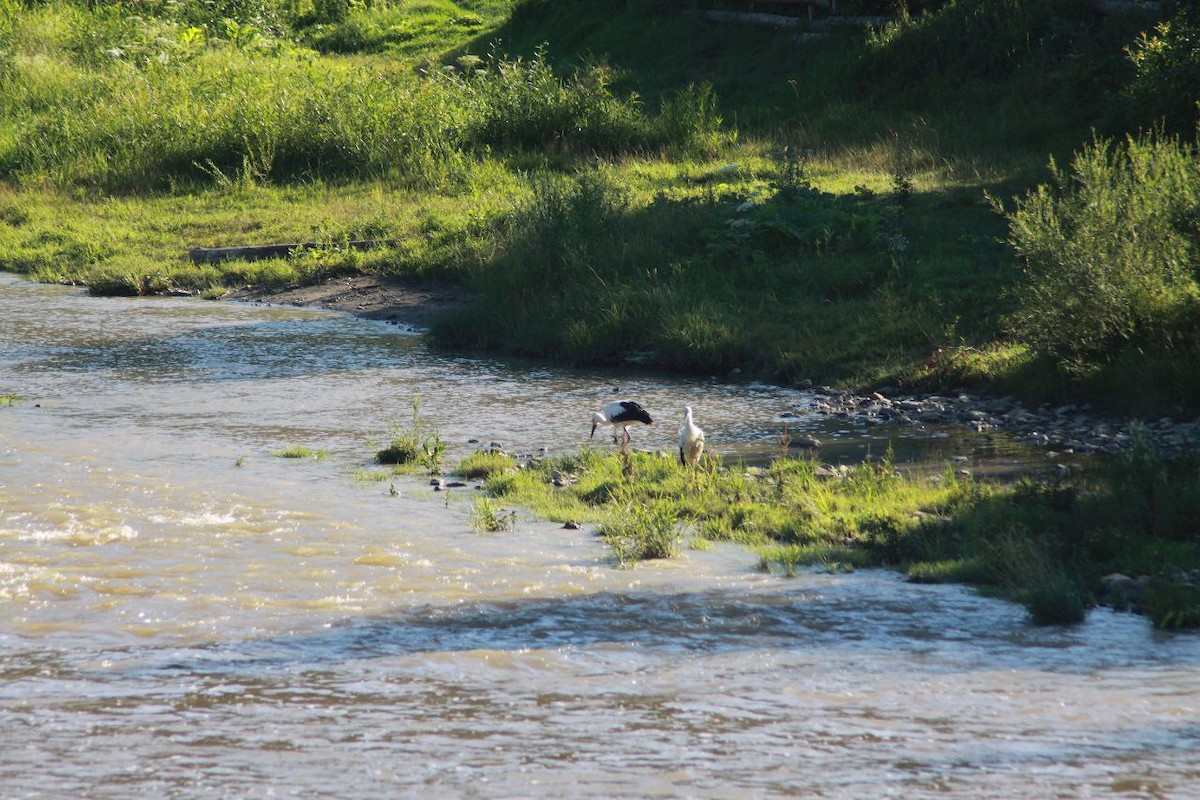 Weißstorch - ML647124517