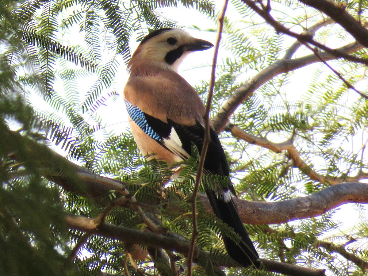 Eurasian Jay - ML647124524