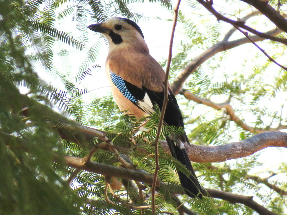 Eurasian Jay - ML647124529