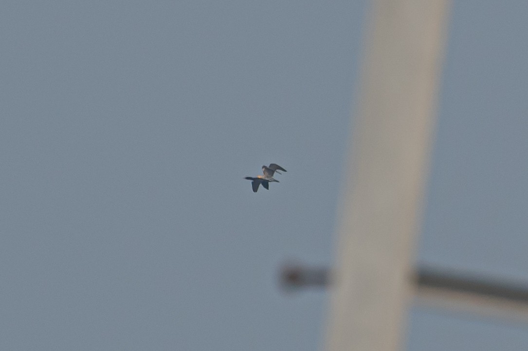 遊隼 - ML647124531