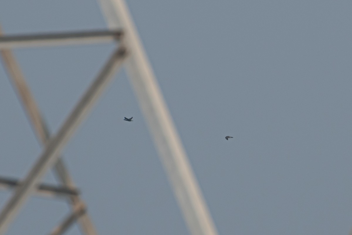 遊隼 - ML647124532