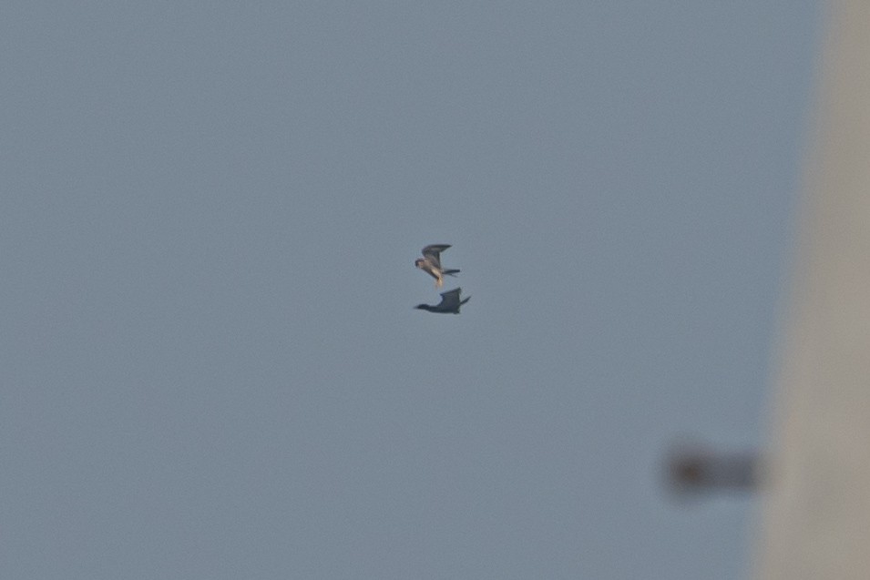 遊隼 - ML647124540