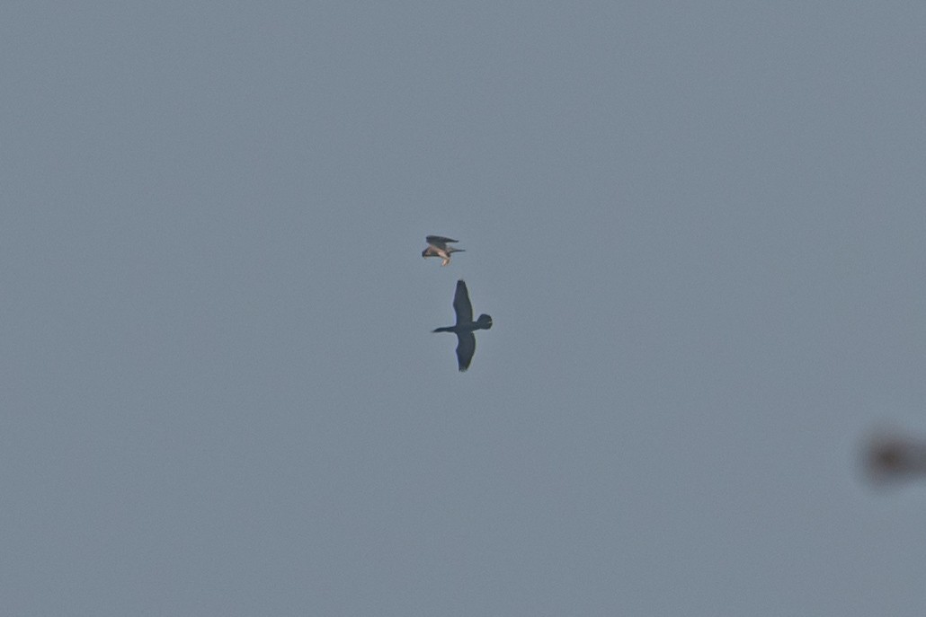 遊隼 - ML647124542