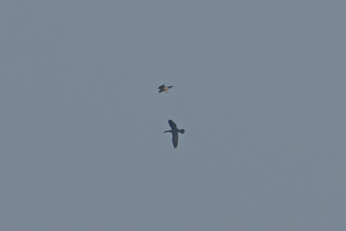 遊隼 - ML647124543