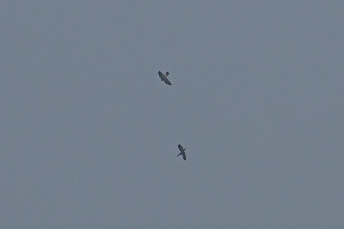 遊隼 - ML647124544