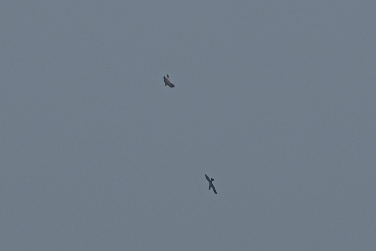 遊隼 - ML647124545