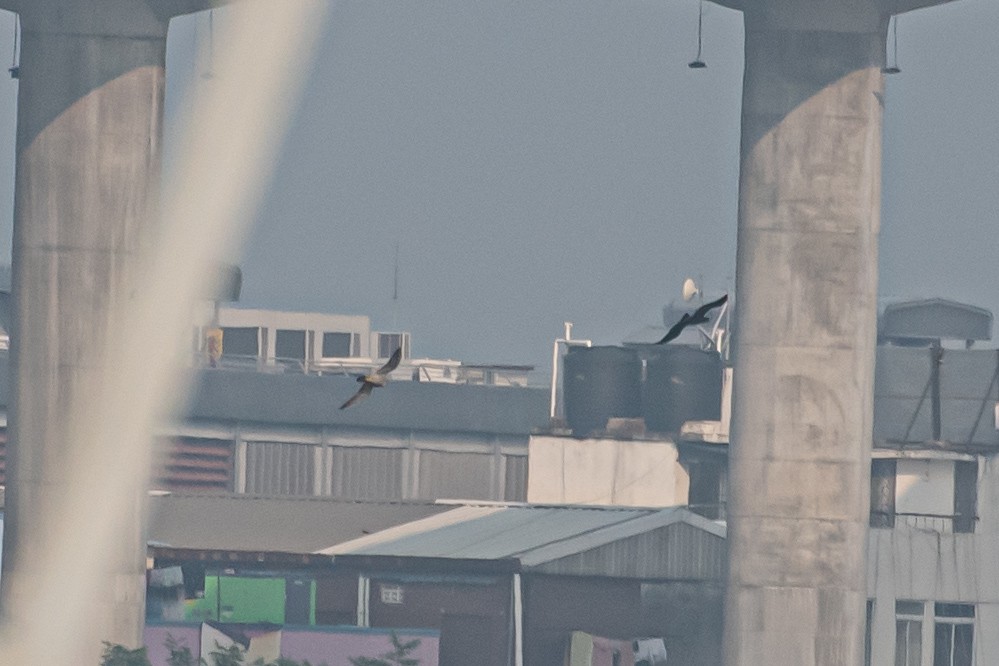 遊隼 - ML647124546