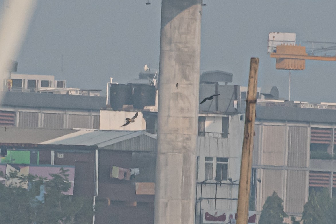 遊隼 - ML647124547