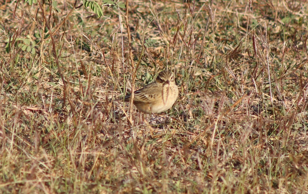 Paddyfield Pipit - ML647124550