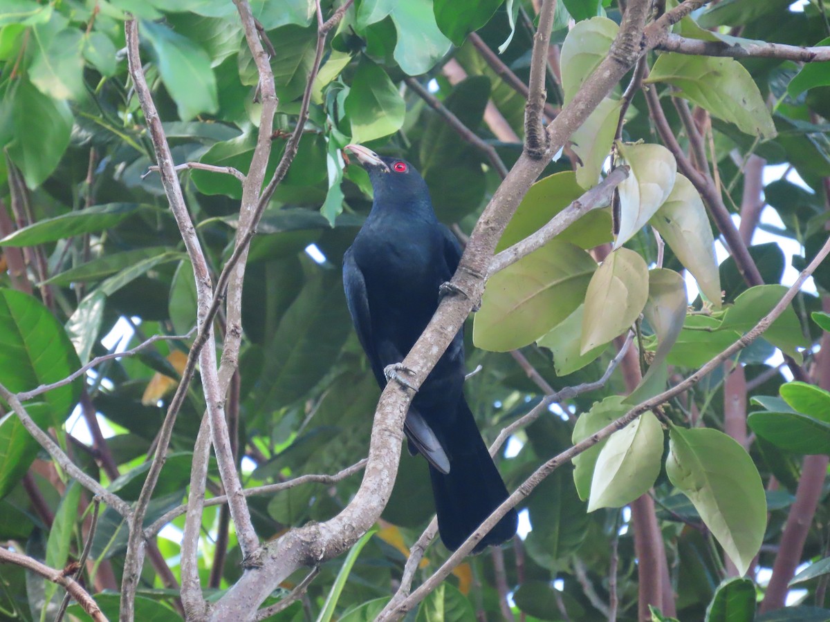 Asian Koel - ML647124561