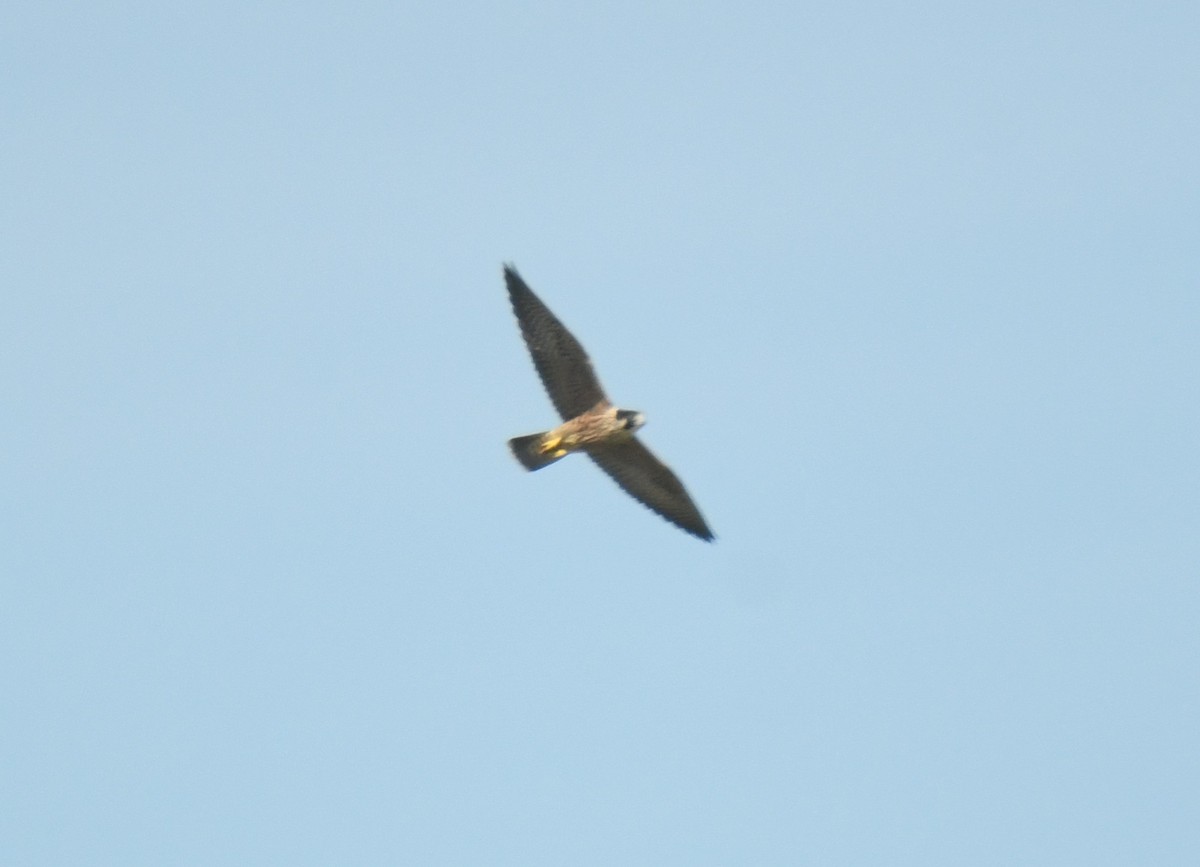 遊隼 - ML647124563