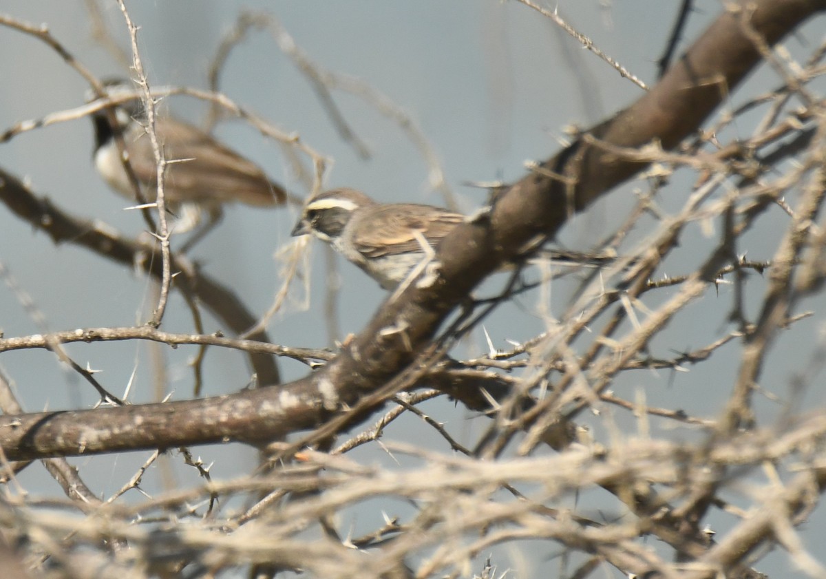Black-throated Sparrow - ML647124565