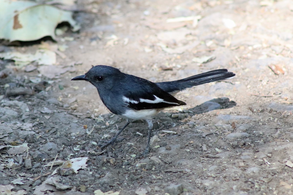 Oriental Magpie-Robin - ML647124566