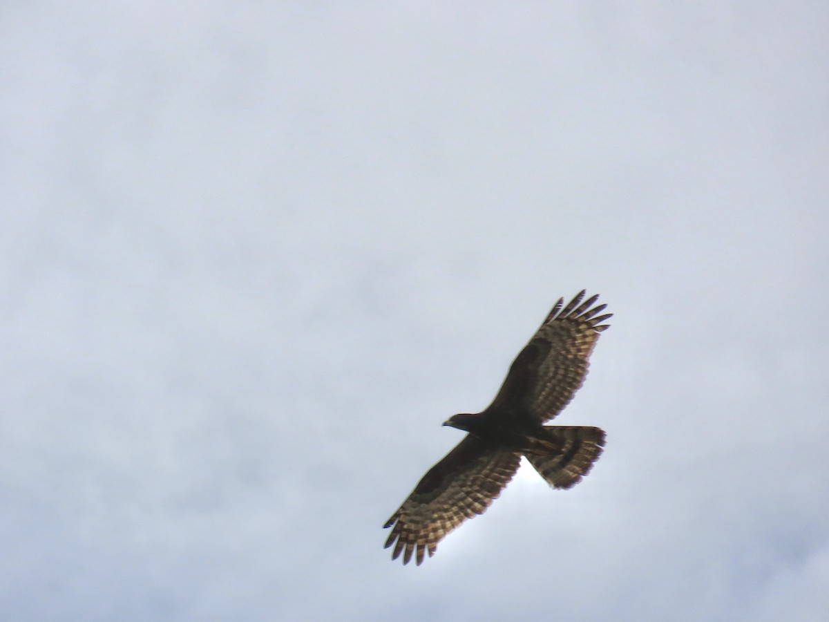 Oriental Honey-buzzard - ML647124570