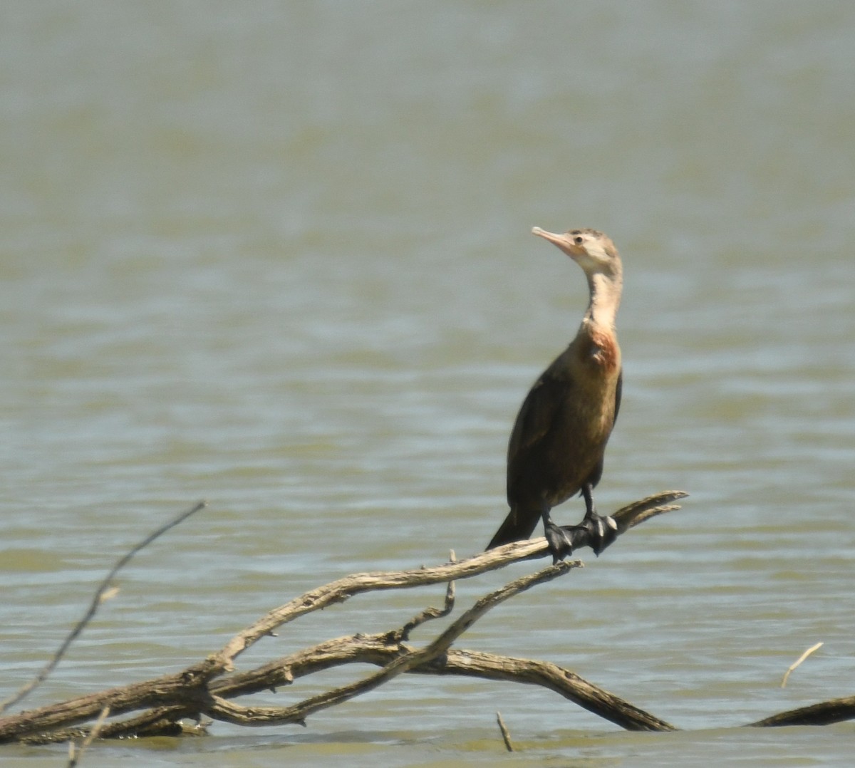 Neotropic Cormorant - ML647124571