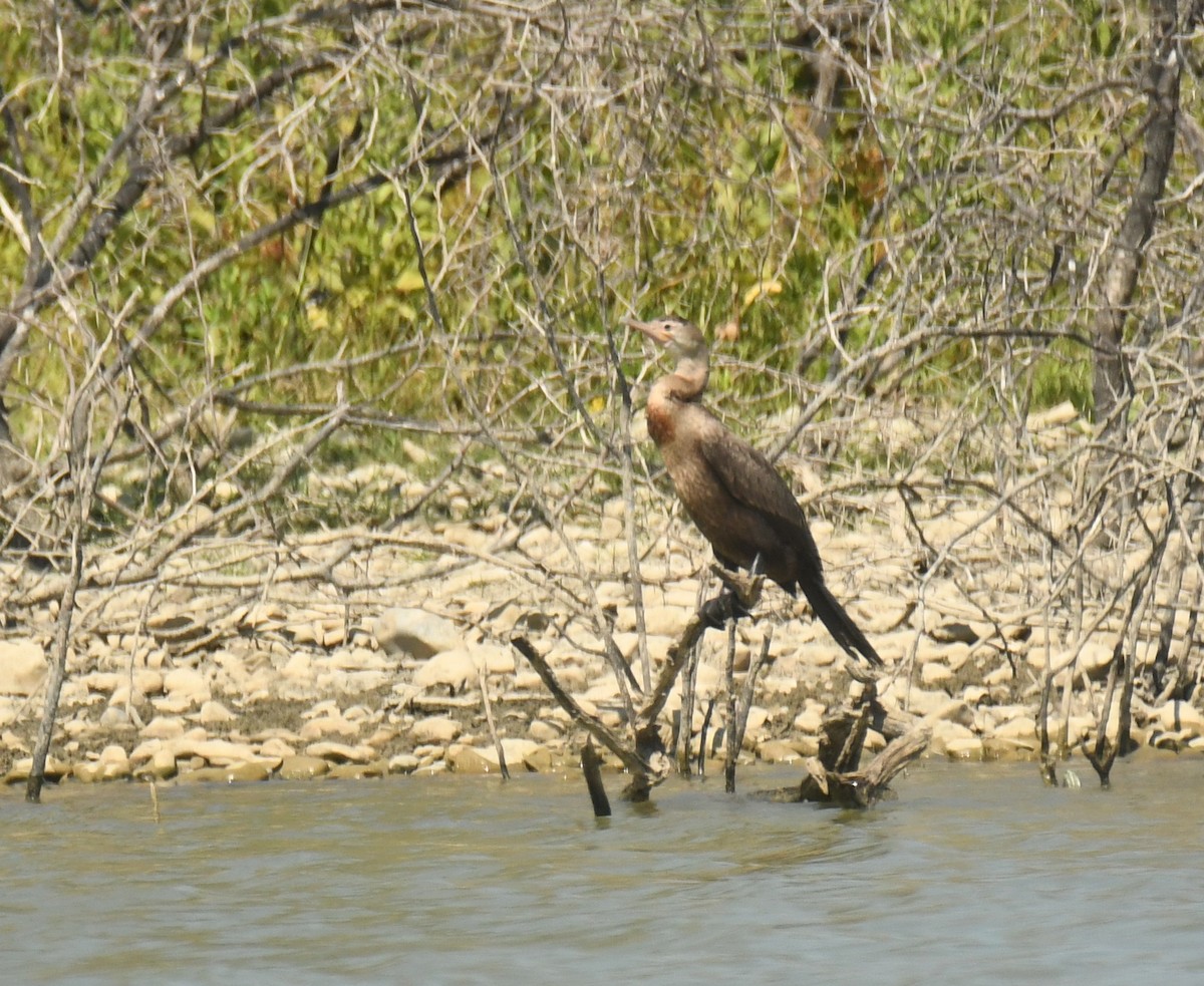 Neotropic Cormorant - ML647124572
