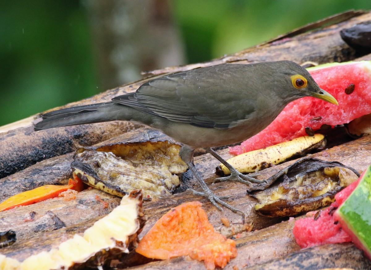 Желтоглазый дрозд - ML647124573