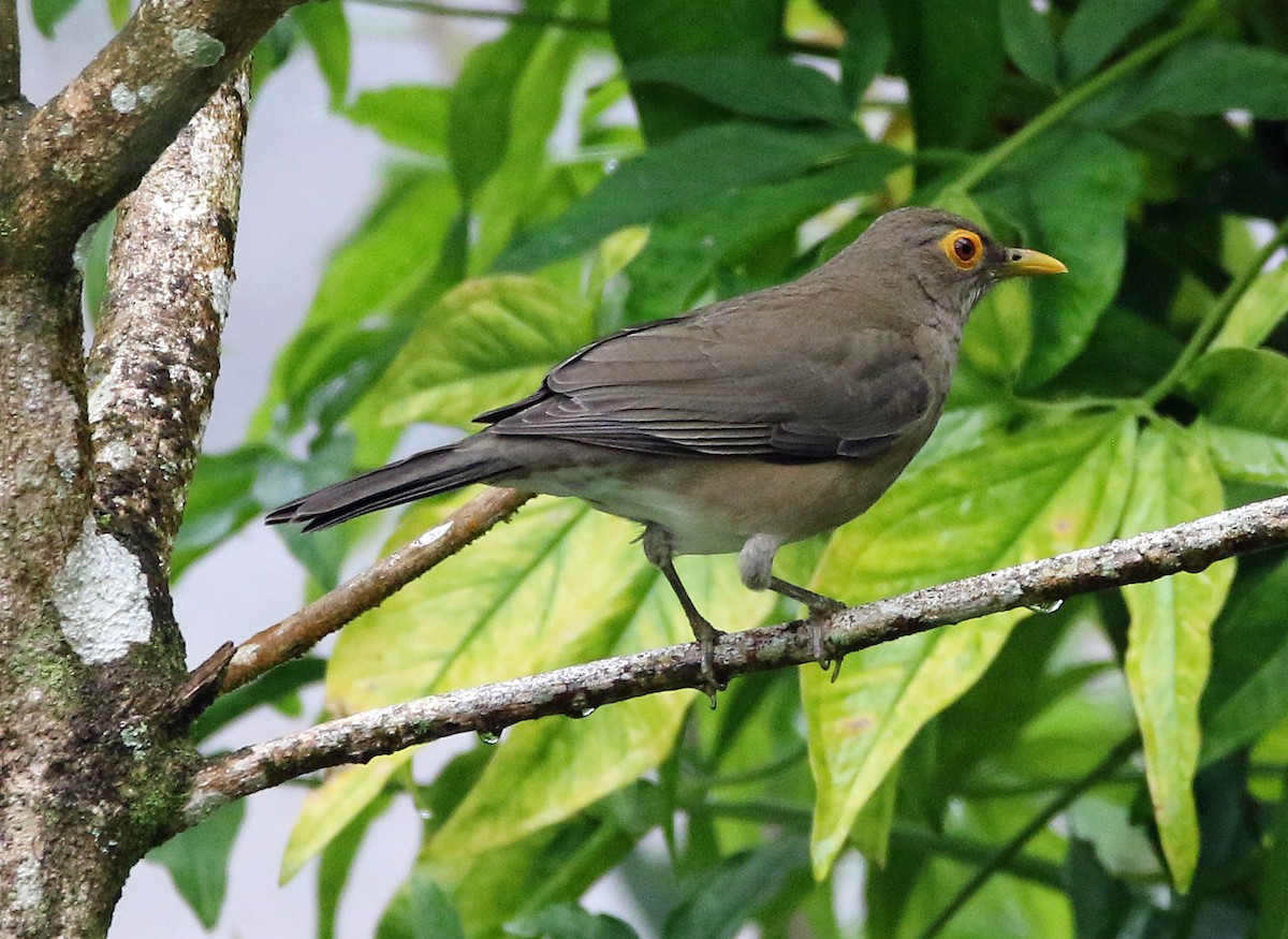 Желтоглазый дрозд - ML647124577