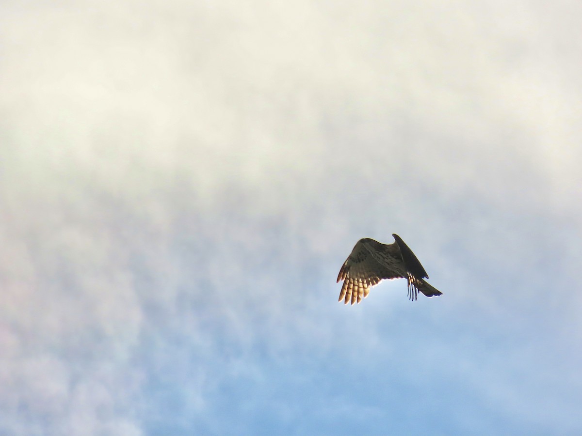 Crested Goshawk - ML647124578