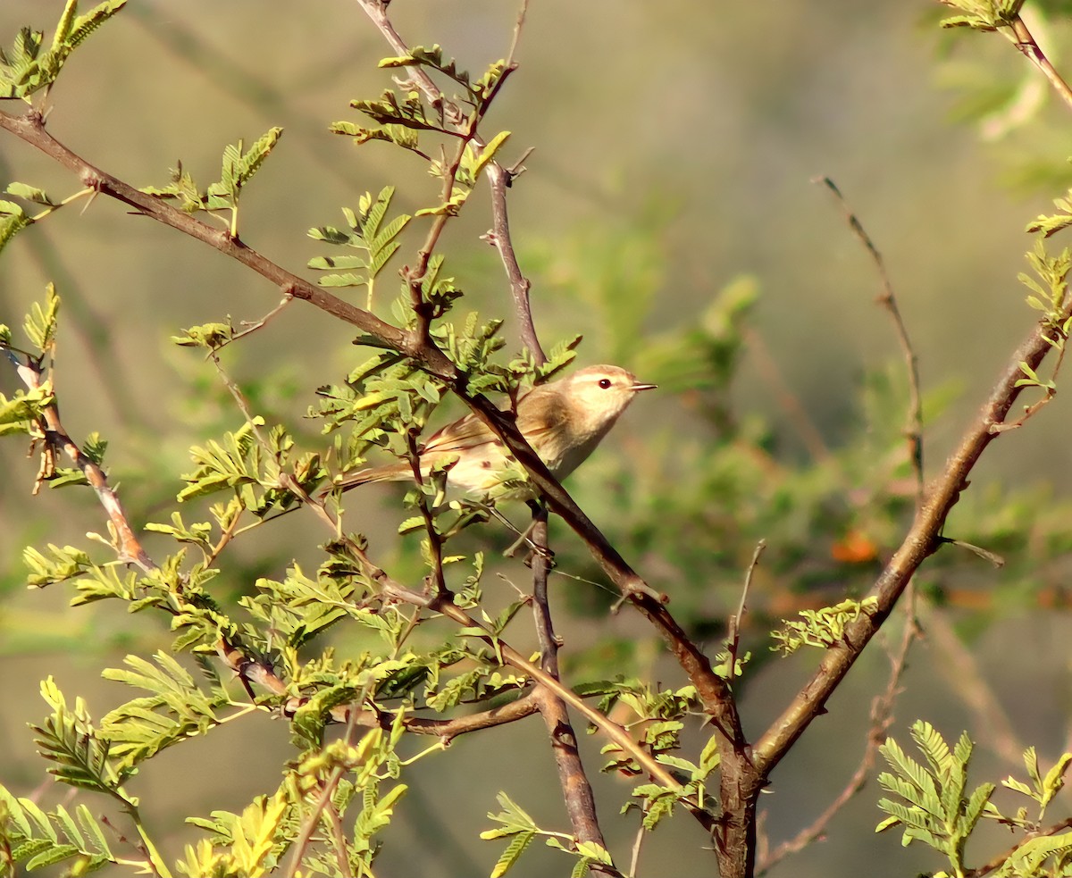 Common Chiffchaff - ML647124580