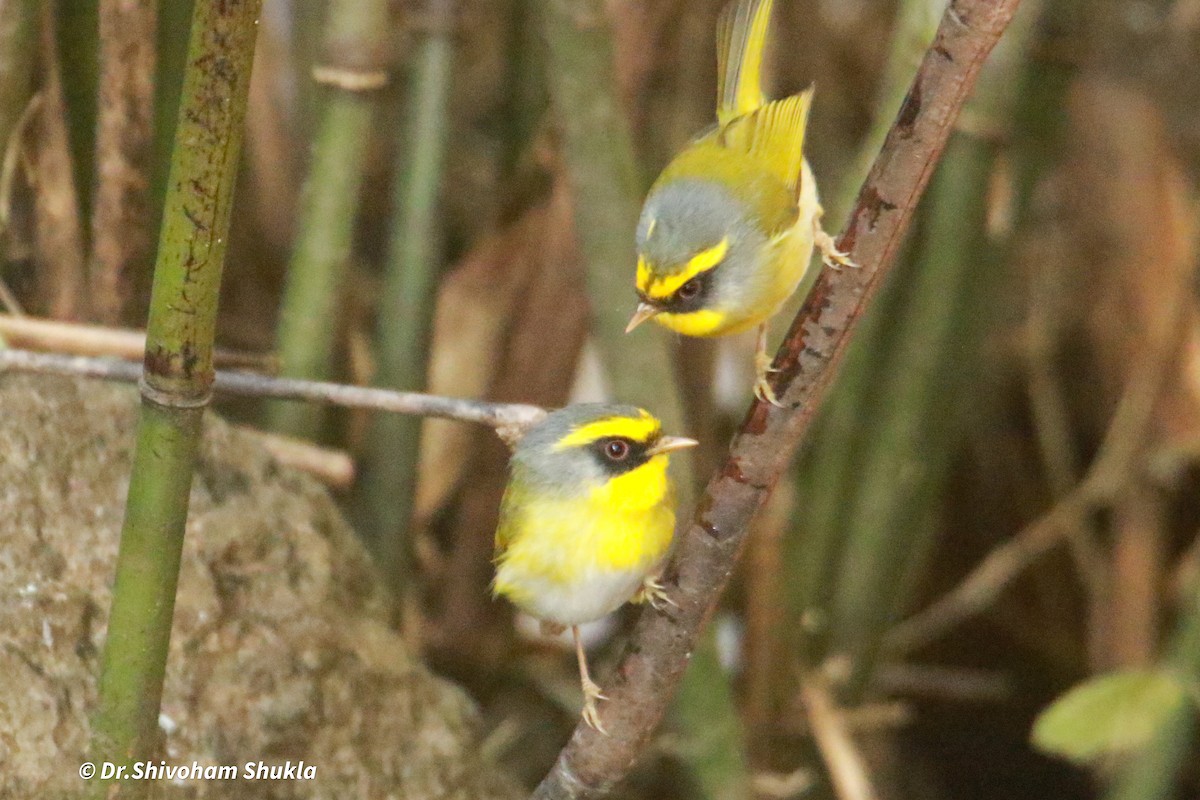 Black-faced Warbler - ML647124582