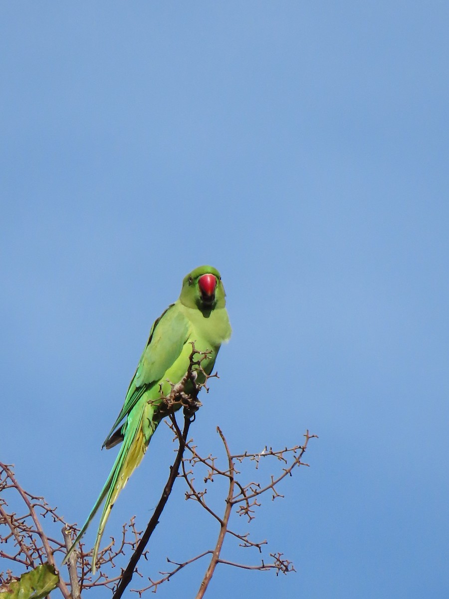 Rose-ringed Parakeet - ML647124583