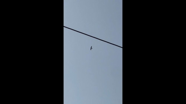 遊隼 - ML647124587