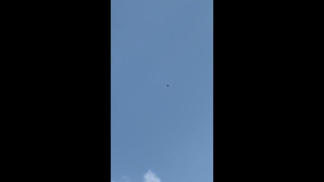 遊隼 - ML647124589