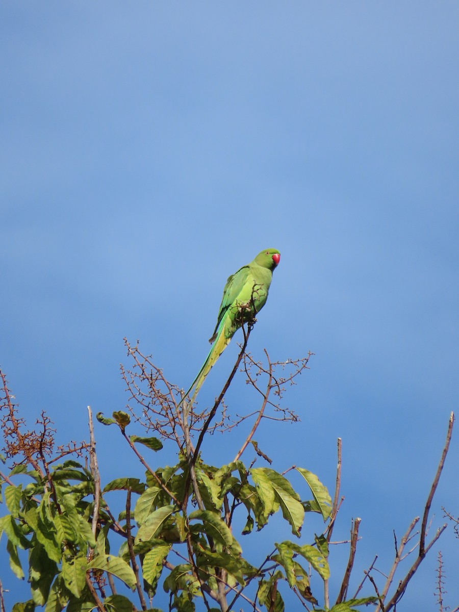 Rose-ringed Parakeet - ML647124592